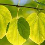 Katsurabaum oder Cercidiphyllum kombinieren