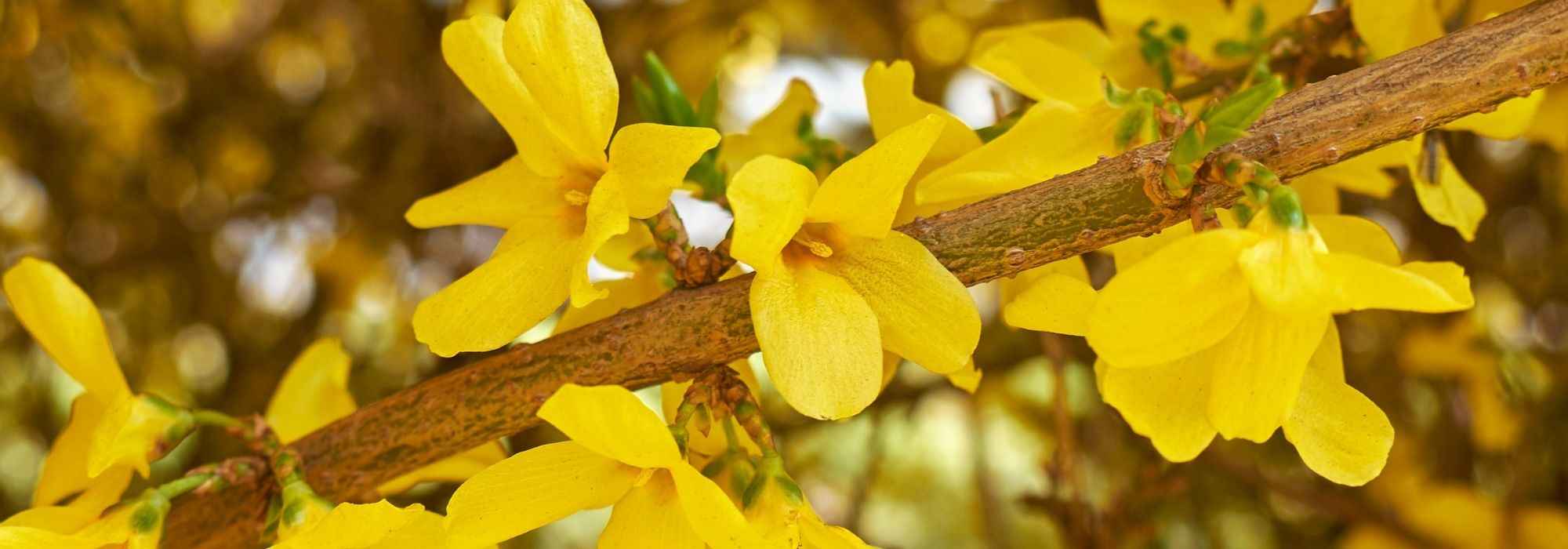 Forsythie auswählen