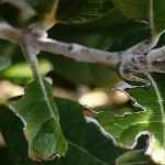Krankheiten und Parasiten der Brasilianischen Guave