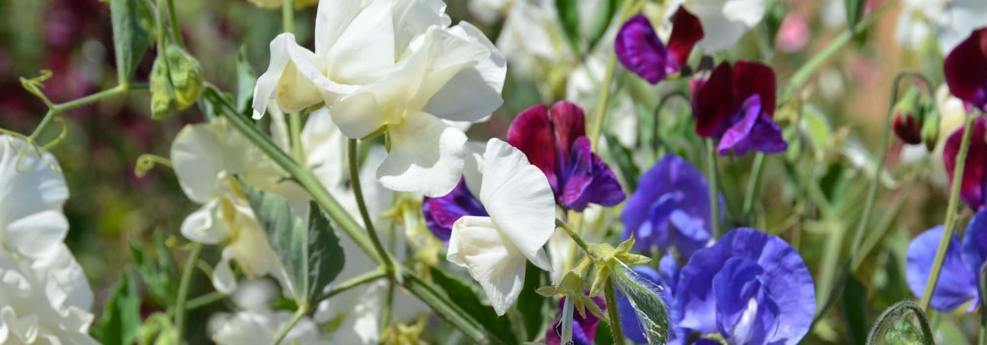 Gartenwicke kombinieren