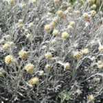 Helichrysum kombinieren?