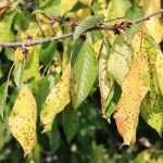 Krankheiten und Parasiten am Kirschbaum