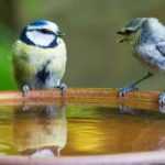 Vögel im Sommer und Winter tränken?