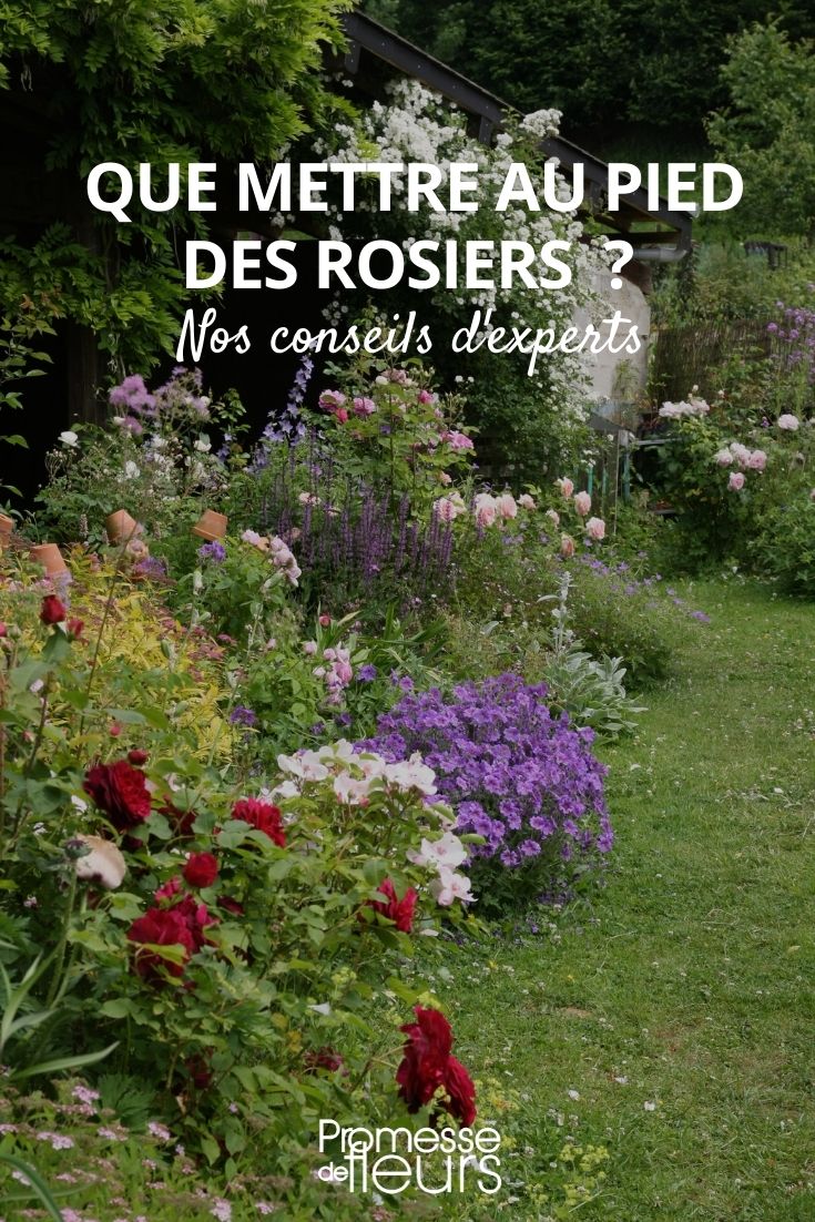 was man zu Füßen von Rosen pflanzen sollte