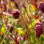 Wiesenknopf: schönste Sorten