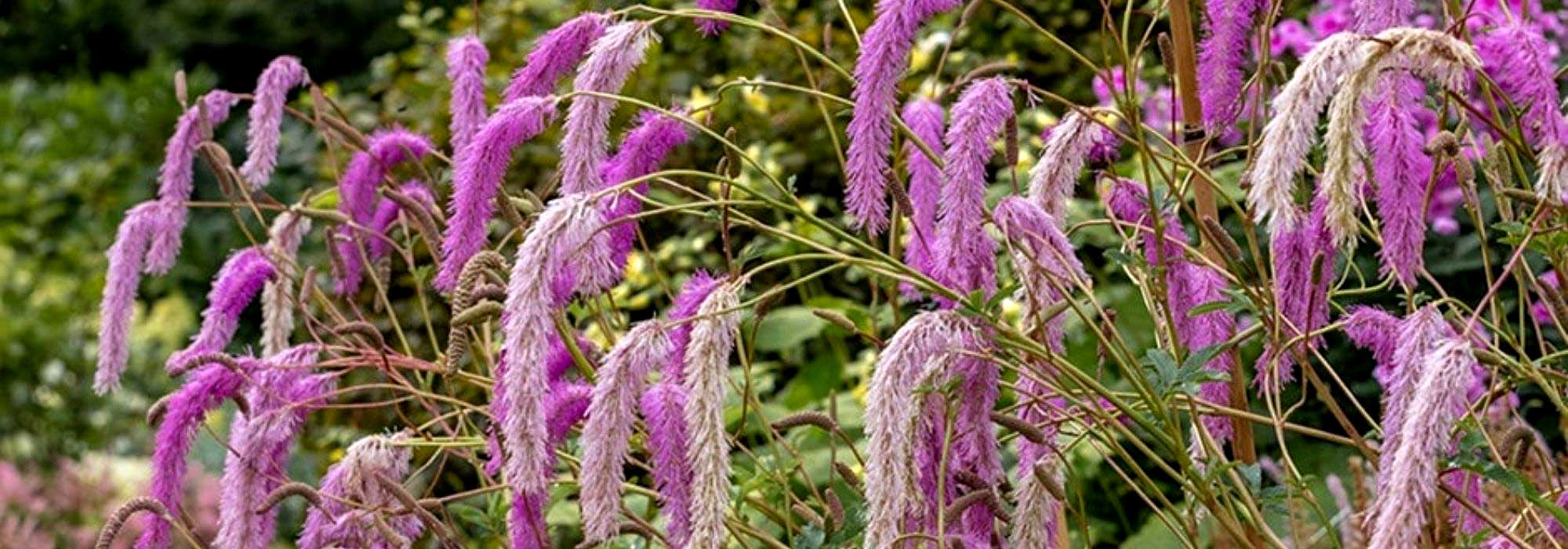 Eine Wiesenknopf-Art wählen