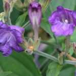 Zapfenblume: Pflanzen, Kultivierung und Pflege