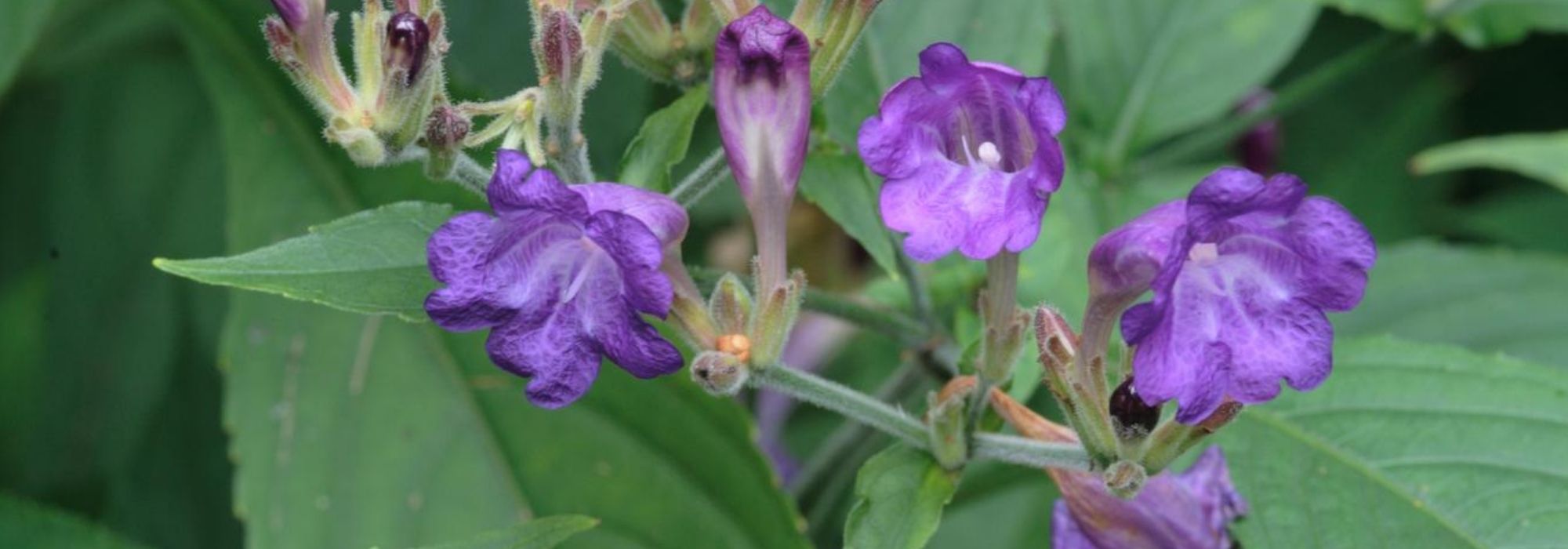 Zapfenblume: Pflanzen, Kultivierung und Pflege