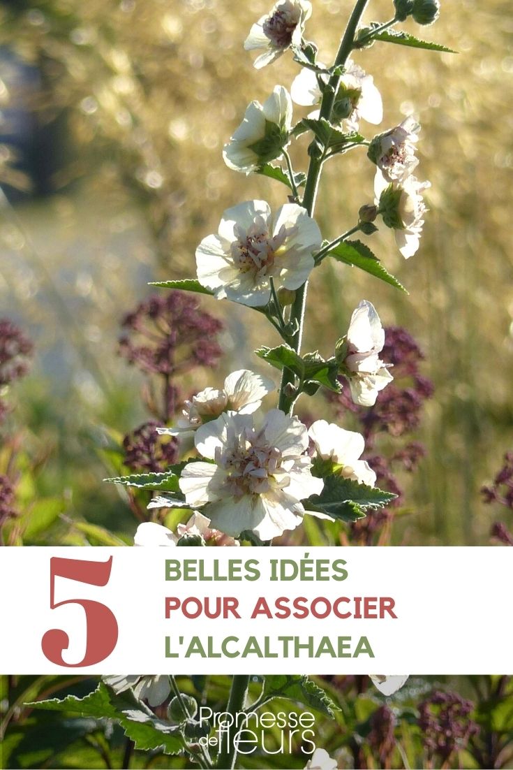 Alcalthaea - Ideen für Pflanzkombinationen im Garten