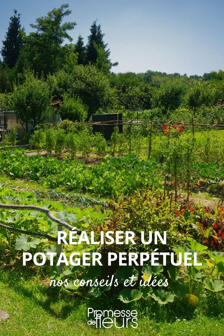 Permakultur: Mehrjährige Gemüsesorten