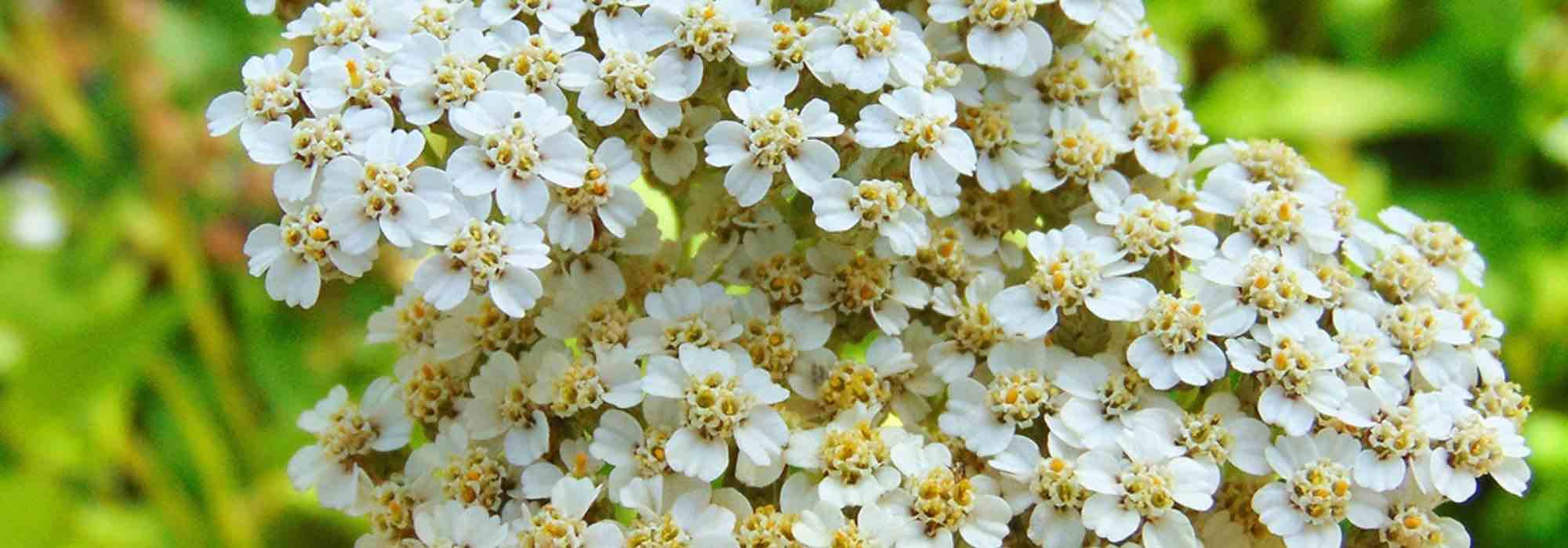 5 weiße Garben für jeden Garten