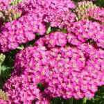 7 rosa Garben für jeden Garten
