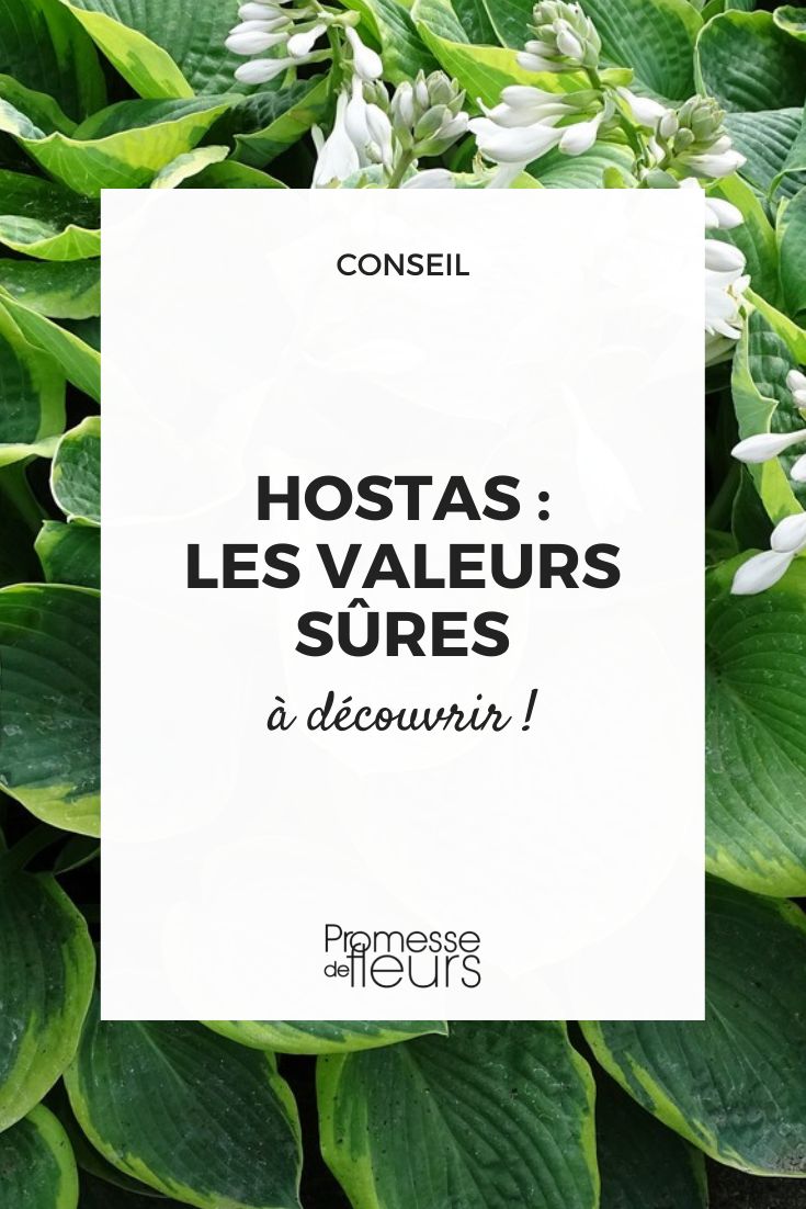 Hosta-Sorten