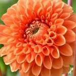 Die besten Pompon-Dahlien