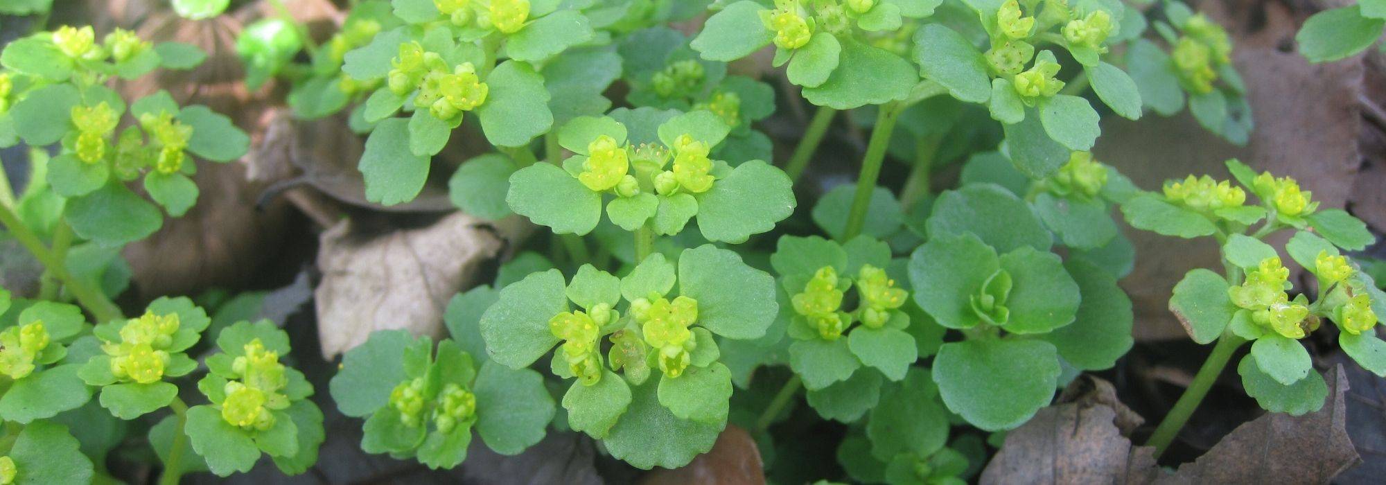 Chrysosplenium (Milzkraut): Pflanzen, Pflege & Standort