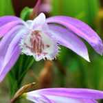 Pleione im Topf kultivieren