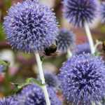 Kugeldistel kombinieren
