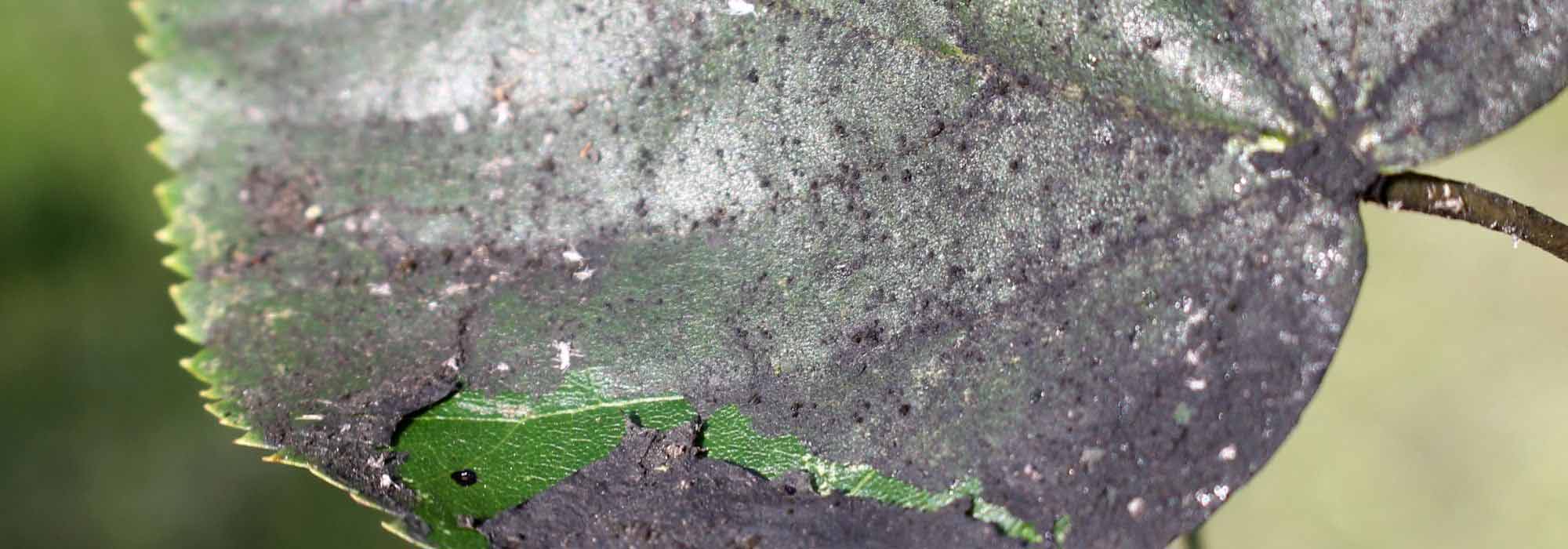 Rußtau: Was ist das?