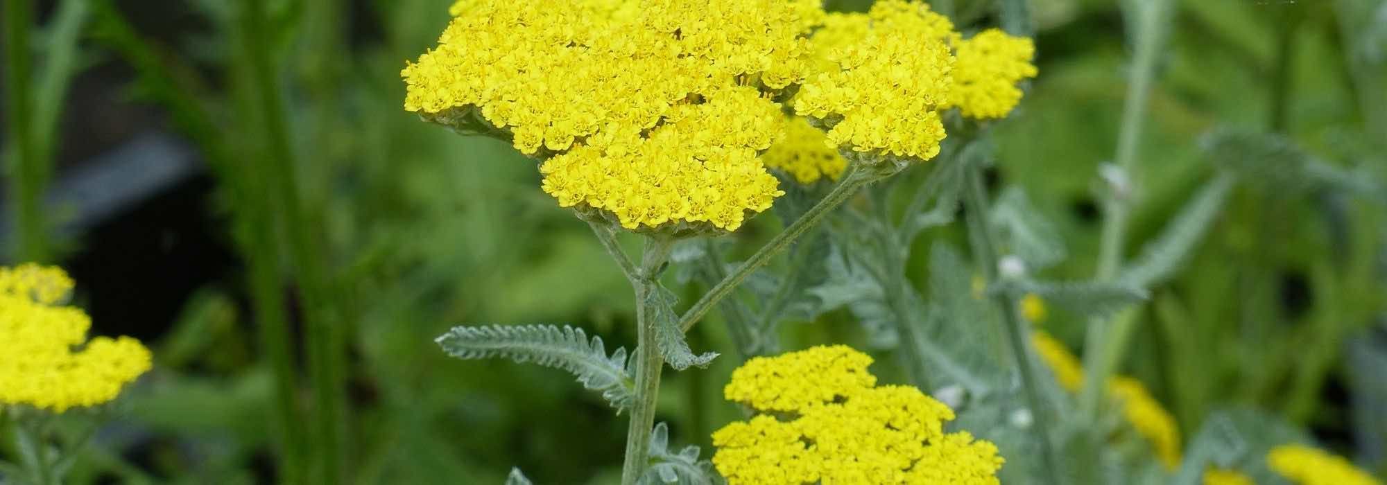 8 Hohe Gelbe Schafgarben für jeden Garten