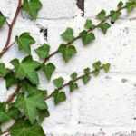 Grenzmauer: Was pflanzen?