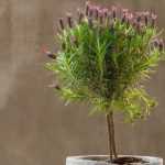 Lavendel als Hochstämmchen erziehen