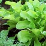 10 Gemüse für den ersten Gemüsegarten
