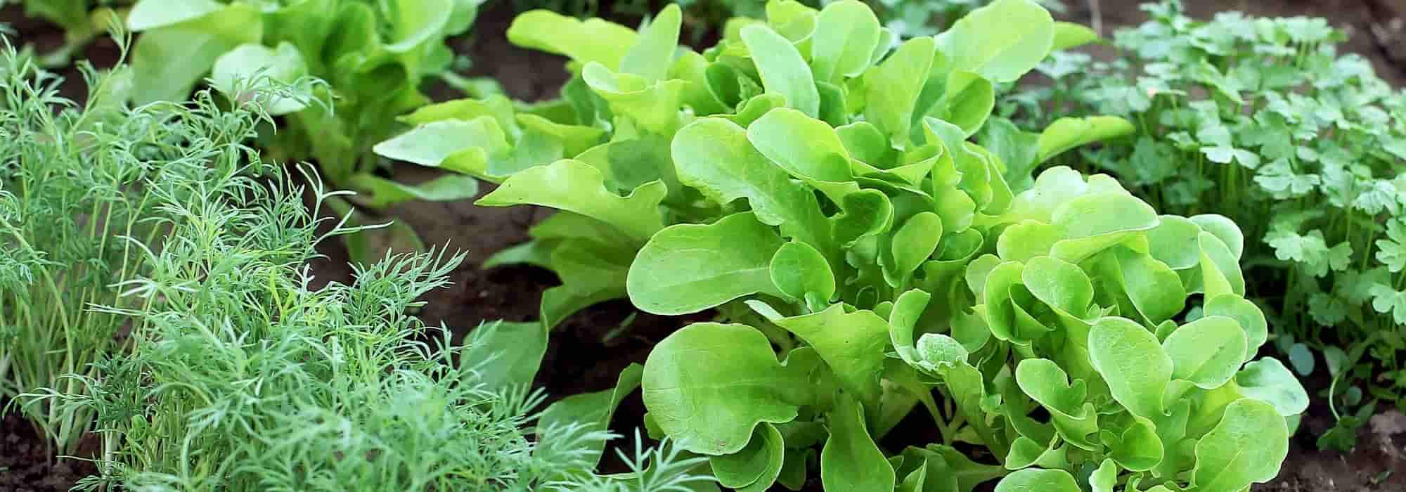 10 Gemüse für den ersten Gemüsegarten