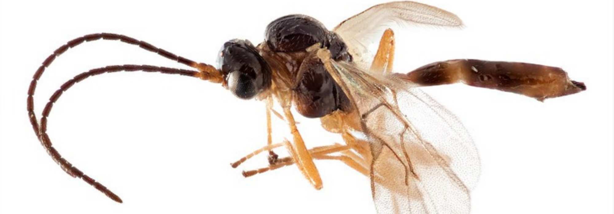 Nützling im Garten: Aphidius