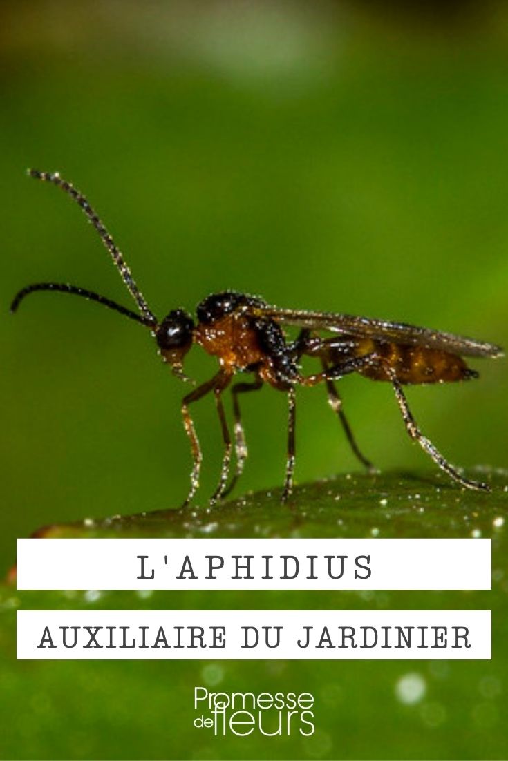 Aphidius - Nützling gegen Blattläuse