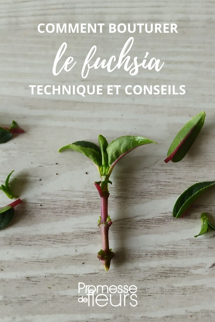 # Fuchsien vermehren: Techniken und Tipps

## Einführung
Fuchsien sind dank ihrer eleganten Blüten beliebte Garten- und Balkonpflanzen. Die Vermehrung durch Stecklinge ist eine einfache und effektive Methode, um neue Pflanzen zu gewinnen. In diesem Artikel erfahren Sie, wie Sie Fuchsien erfolgreich durch Stecklinge vermehren können.

## Der richtige Zeitpunkt
- **Beste Periode**: Frühling oder Frühsommer (Mai-Juni)
- **Alternative**: Spätsommer (August-September)
- Vermeiden Sie heiße Sommertage, da die Stecklinge dann schneller austrocknen

## Materialauswahl
1. **Mutterpflanze**: Wählen Sie eine gesunde, kräftige Pflanze ohne Krankheiten
2. **Werkzeug**: Sauberes, scharfes Messer oder Gartenschere
3. **Substrat**: 
   - Anzuchterde
   - Sand-Torf-Gemisch
   - Perlite oder Vermiculite

## Schritt-für-Schritt-Anleitung

### 1. Stecklinge schneiden
- Wählen Sie halbverholzte Triebe ohne Blüten
- Ideal sind 8-12 cm lange Stücke mit 2-3 Blattpaaren
- Schneiden Sie knapp unter einem Blattknoten (45°-Winkel)

### 2. Vorbereitung der Stecklinge
- Entfernen Sie die unteren Blätter
- Belassen Sie 2-3 Blätter an der Spitze
- Große Blätter können halbiert werden, um Verdunstung zu reduzieren

### 3. Bewurzelung
**Option A: In Wasser**
- Stecklinge in ein Glas mit Wasser stellen
- Wasser regelmäßig wechseln
- Nach 2-3 Wochen sollten Wurzeln erscheinen

**Option B: In Substrat**
- Füllen Sie Anzuchttöpfe mit feuchtem Substrat
- Stecklinge 3-4 cm tief einsetzen
- Leicht andrücken und angießen

### 4. Optimale Bedingungen schaffen
- **Temperatur**: 18-22°C ideal
- **Licht**: Heller Standort ohne direkte Sonne
- **Feuchtigkeit**: 
  - Abdecken mit Folie oder Plastikhaube
  - Regelmäßig lüften, um Schimmel zu vermeiden

## Pflege nach der Bewurzelung
- Umtopfen, wenn Wurzeln 2-3 cm lang sind
- Anfangs schattigen Standort wählen
- Langsam an Sonne gewöhnen
- Nach 4-6 Wochen leicht düngen

## Häufige Probleme und Lösungen
| Problem | Ursache | Lösung |
|---------|---------|--------|
| Welkende Stecklinge | Zu trocken | Mehr Feuchtigkeit |
| Faulende Stängel | Zu nass | Substrat lockern, weniger gießen |
| Keine Wurzeln | Ungünstige Bedingungen | Temperatur und Licht überprüfen |

## Expertentipps
- Verwenden Sie Bewurzelungshormon für bessere Ergebnisse
- Beschriften Sie die Stecklinge mit Sorte und Datum
- Ideal sind Minigewächshäuser für konstantes Klima

## Fazit
Die Vermehrung von Fuchsien durch Stecklinge ist eine lohnende Methode, um kostengünstig neue Pflanzen zu erhalten. Mit den richtigen Techniken und etwas Geduld können Sie Ihre Fuchsiensammlung einfach erweitern. Probieren Sie es aus und genießen Sie die Vielfalt dieser bezaubernden Blütenpflanzen!