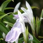 Ingwerorchidee im Topf kultivieren