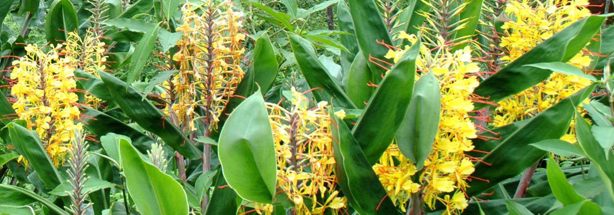 Hedychium kombinieren