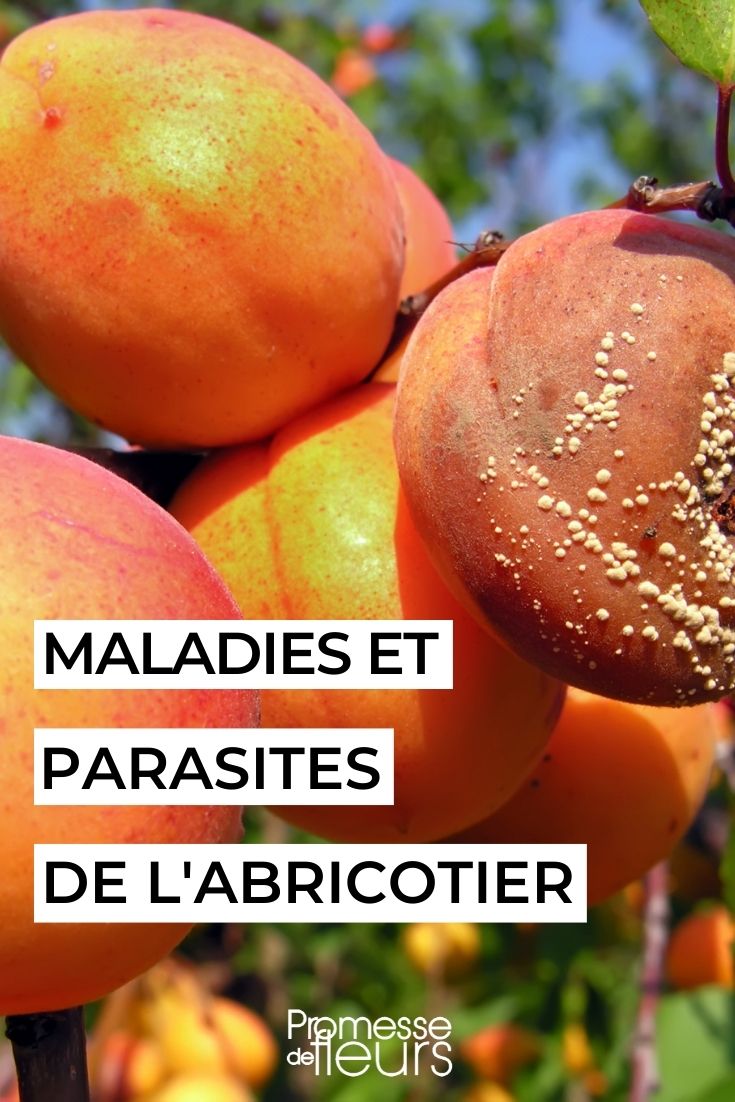Obstbaum Aprikose natürlich gegen Krankheiten und Schädlinge behandeln