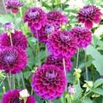 Dahlien pinzieren: mehr Blüten મેળવ?