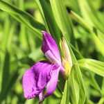Ingwerorchidee: Pflanzen, Pflege & Standort