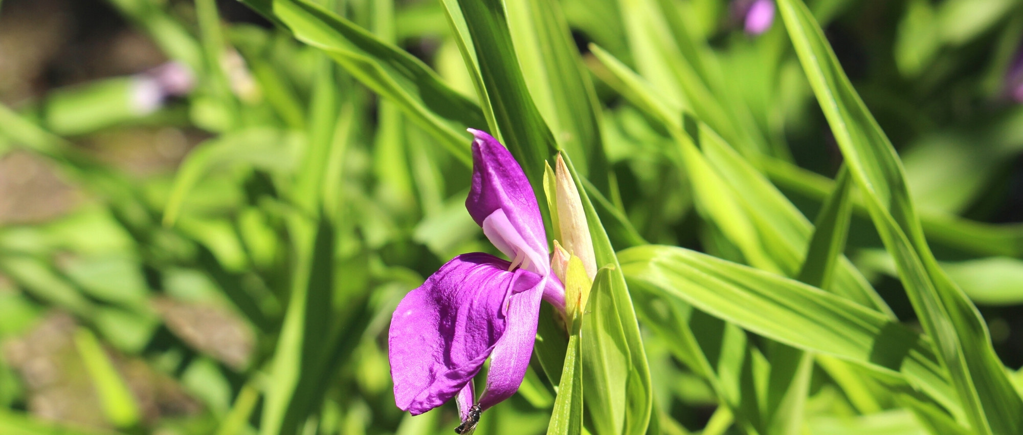 Ingwerorchidee: Pflanzen, Pflege & Standort