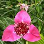 Tigridia oder Pfauenblume kombinieren