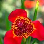 Pfauenblume: Pflanzen, Pflege & Kultur