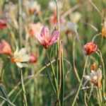 Homeria, Kap-Tulpe: Pflanzung und Pflege
