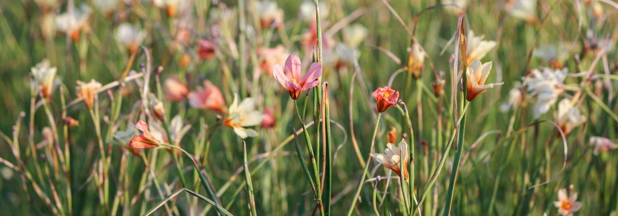Homeria, Kap-Tulpe: Pflanzung und Pflege