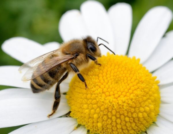 Blumen für Bienen!