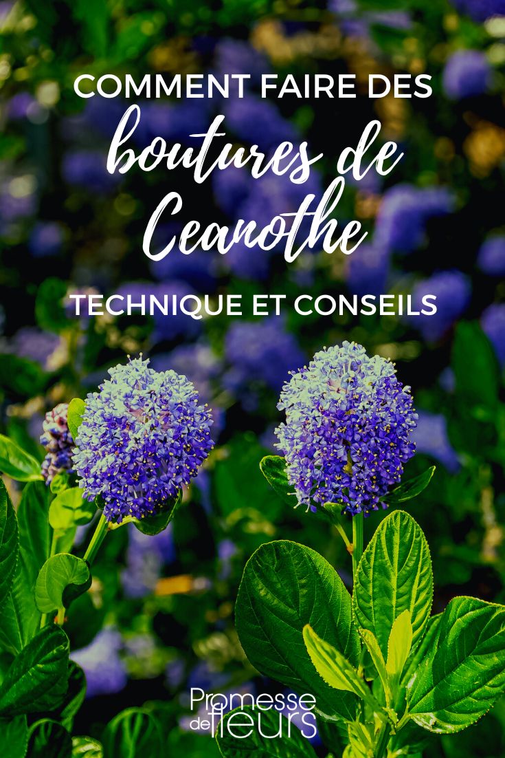 Ceonothus-Stecklinge machen - bebilderte Anleitung
