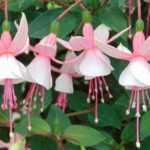 Fuchsien vermehren