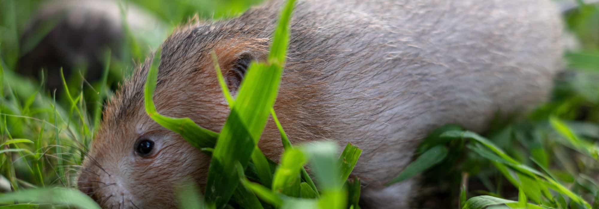 Schermaus bekämpfen