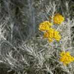 Helichrysum vermehren?
