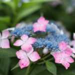 Reisende Pflanzen: die Hortensie