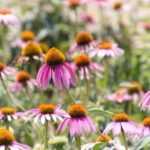 Echinacea säen: Anleitung