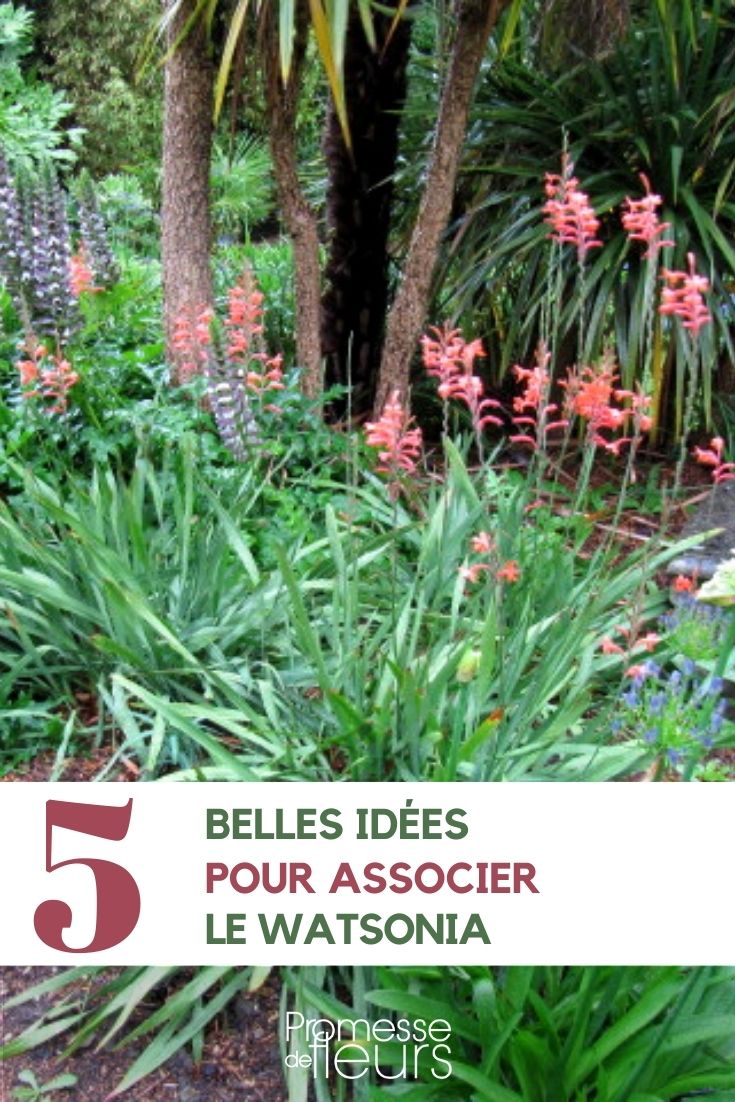 Watsonia kombinieren: Ideen und Tipps