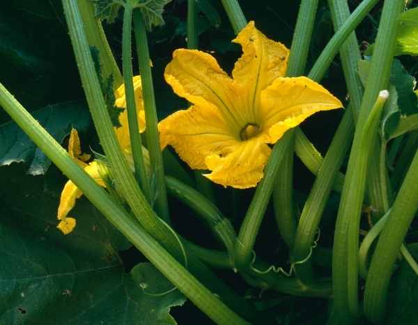 Zucchiniblüten von Hand bestäuben