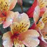 Alstroemeria: schönste Sorten